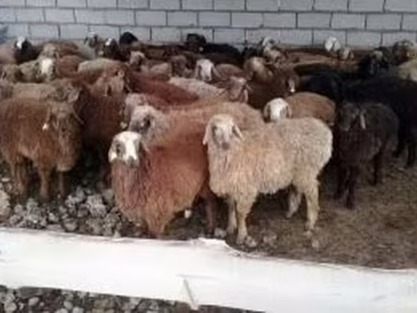 Kambing jantan, Sheep