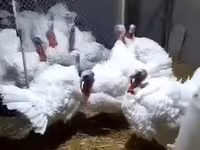 Chickens — foto 5