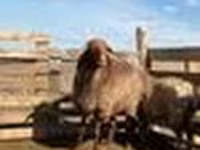 Ovce, Kazakh fat-tailed coarsewool sheep — foto 4