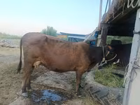 วัวตัวเมีย, Swiss cattle — รูปภาพ 3