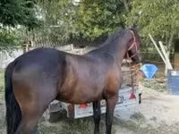 Aygʻir, Friesian — 2-rasm