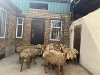 ஆண் ஆடு, Rhon sheep — புகைப்படம் 7