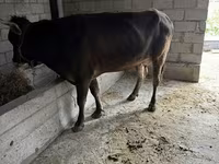 Ko, Swiss cattle — foto 4