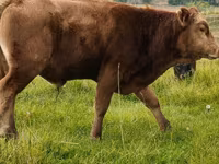 公牛, Aberdeen-Angus — 照片 8