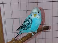 Məhsul: Dalmatin naxışlı mavi-bulat rəngli dalğa papuqayı (budgerigar) — عکس 1