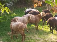 Ovce (šarže, pohlaví neuvedeno), Arashan sheep — foto 2