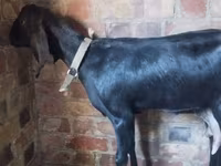 แพะตัวเมีย, Nubian Goat — รูปภาพ 1