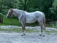 Kuda betina, Quarter Horse — foto 1
