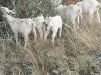 Ямаа, Alpine goat — 3 зураг