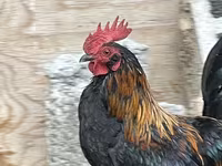 Japansk Bantam — foto 6