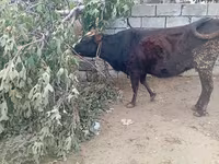 Корова, Велика рогата худоба — фото 2