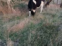 Krava, Russian Black pied cattle — fotografija 3
