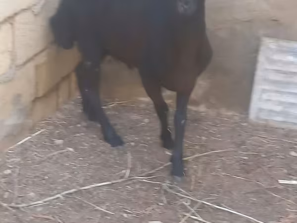 Ram, Sheep — Azerbaijan