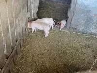 母猪, Pigs — 照片 3