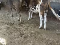 ষাঁড়, Simmental cattle — ছবি 1