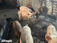 สุกร (เป็นล็อต, ไม่ระบุเพศ), หมู — รูปภาพ 2