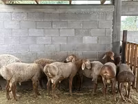 Вівця, Arashan sheep — фото 1