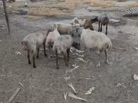 گوسفند (گروه، جنسیت مشخص نشده), گوسفند — عکس 2