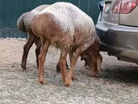 Beran, Hissar sheep — foto 2