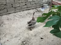 Geese — fotografija 2