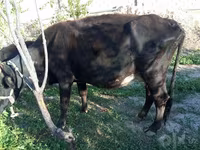Lembu betina, Cattle — foto 3