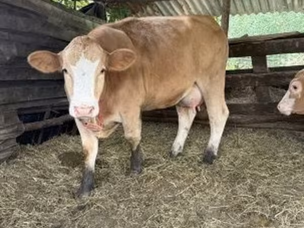 گاو ماده, Simmental cattle