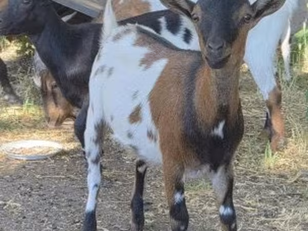 Koza, Kozy