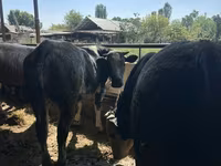 گاو نر, Swiss cattle — عکس 5