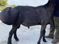 Carnero, Blackheaded Persian sheep — foto 3
