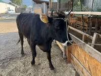 ላም, Cattle — ፎቶ 2