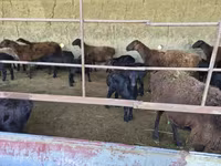 گوسفند (گروه، جنسیت مشخص نشده), Hissar sheep — عکس 4