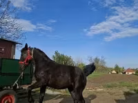 Азаргагүй морь, Nonius horse — 4 зураг