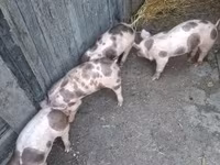 หมูป่าตัวผู้, Пьетрен — รูปภาพ 5