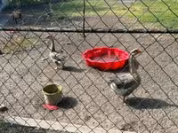 Geese — fotografija 3