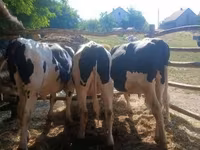 Touro, Raça Holstein — foto 1