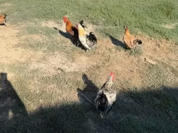 Danish hen — Hungary