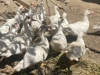 Ducks — عکس 2