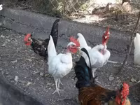 Chickens — fotografija 2