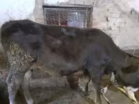 گاو ماده, گاو — عکس 3