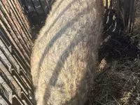 Babi betina, Мангалица — foto 2