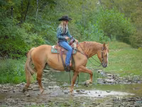 Stute, Quarter Horse — Foto 7