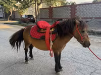 Cavallo, Cavalli — foto 2