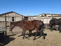 Stute, Horse breed — Foto 4
