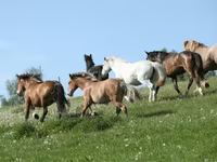 암말, Horse breed — 사진 3