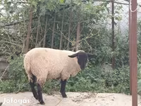 Widder, White Suffolk sheep — Foto 2