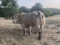 ወንድ በሬ, Charolais cattle — ፎቶ 2