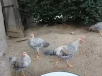 Chickens — foto 1