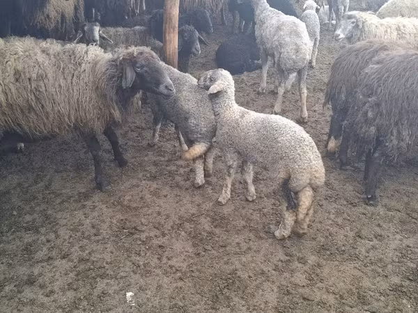 Ram, Sheep — Moldova