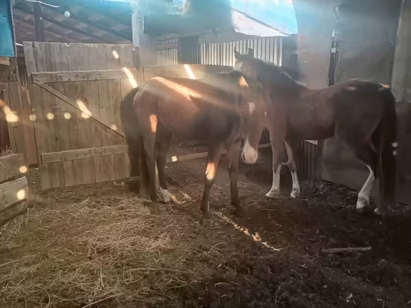 Kuda betina, Horse breed