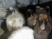 Kambing jantan, Sheep — foto 3